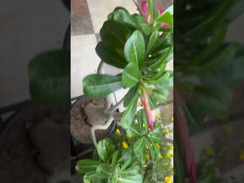 🌸💫 “In every flower, the universe paints a smile.” 🌞🌿