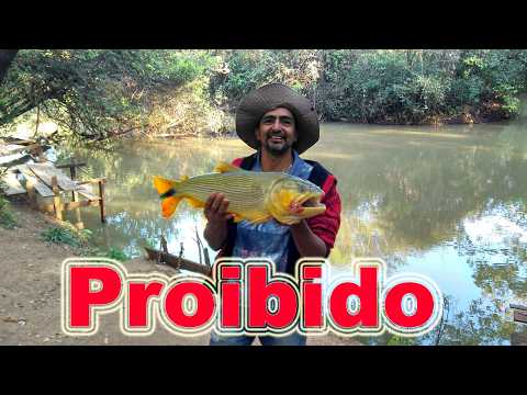 DOURADO PROIBIDO NO ESTADO DE SÃO PAULO