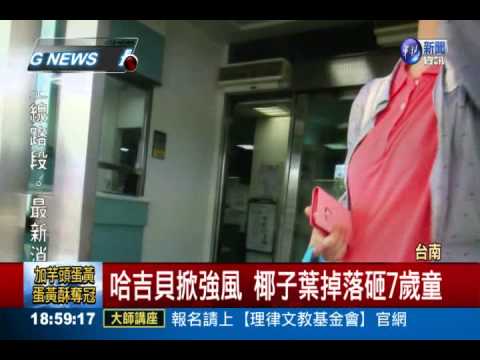 哈吉貝掀強風 椰子葉掉落砸傷童