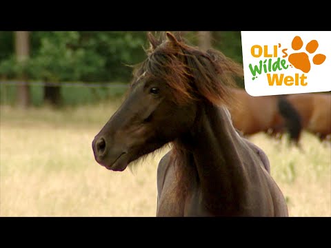 Video 50 aus  Schlosshof - der Urlaubsbauernhof