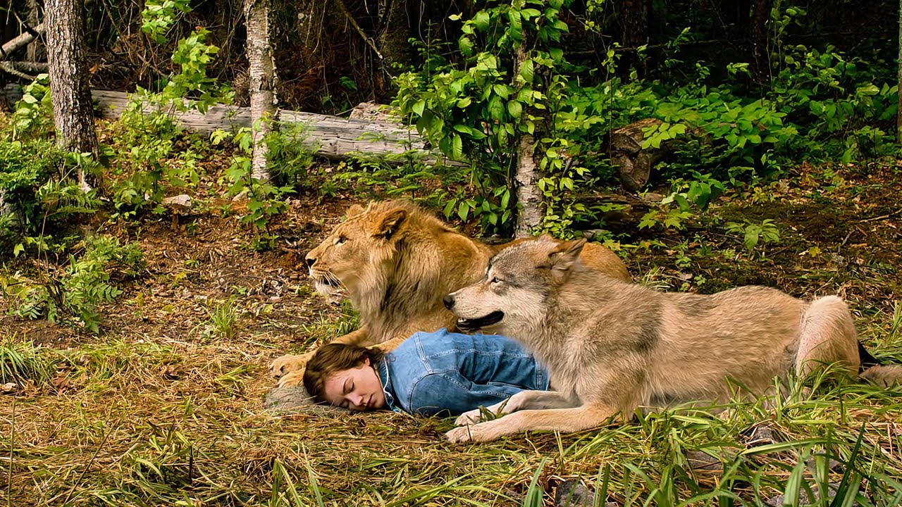 She collapsed in the forest—saved only by the wolf and lion.