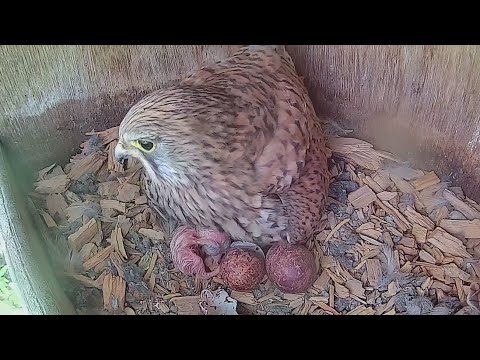 🐣 First chick hatches! Mom greets chick and eats the eggshells | kestrel nestbox highlights 2025