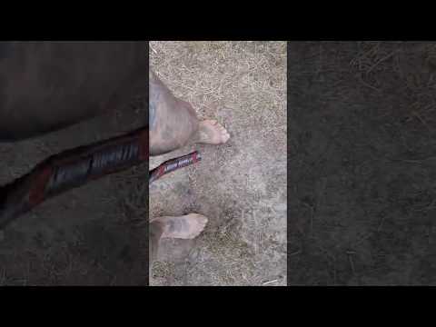 RÓŻAL PIJANY LUB NIESPEŁNA ROZUMU ŚPIEWA SOBIE PIOSENKI