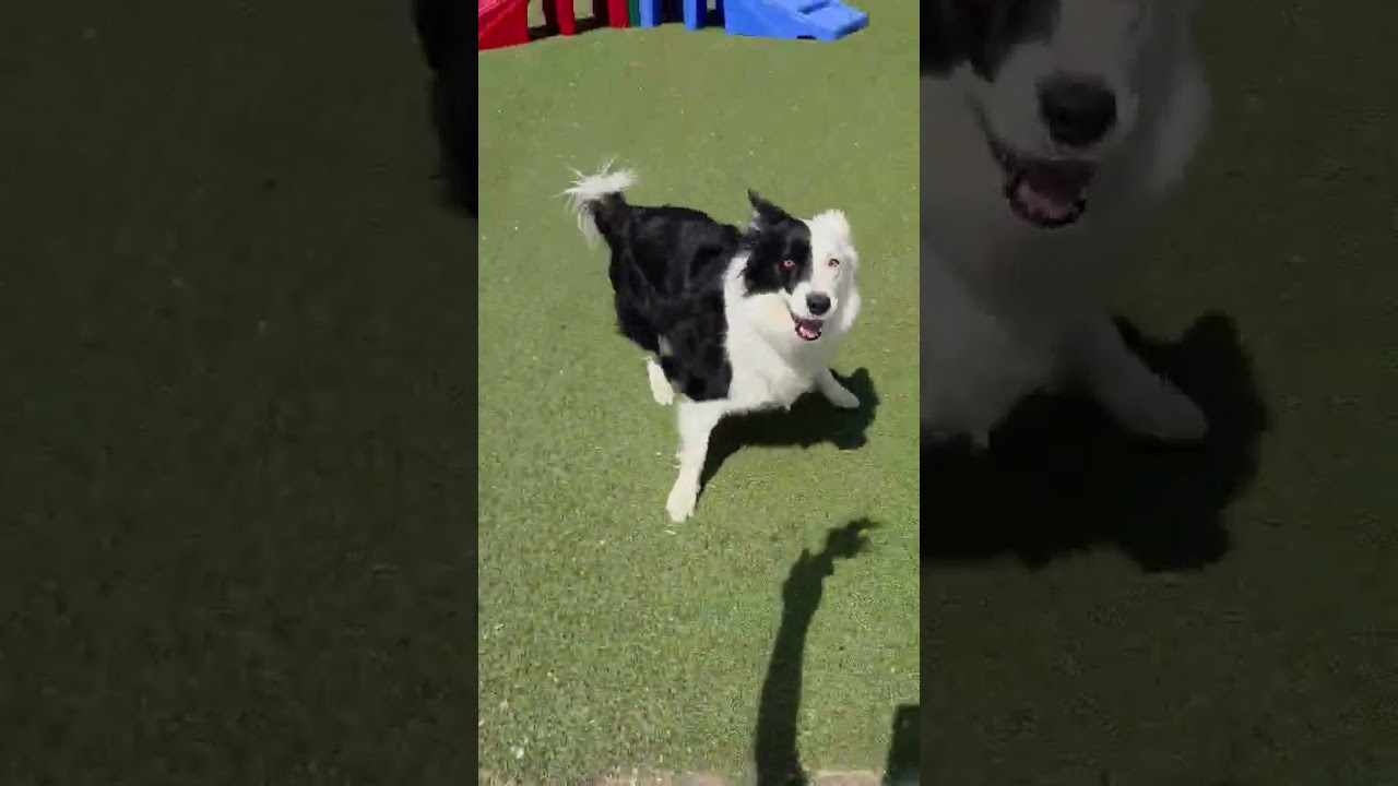 Enlarge Blaze, a ADOPTABLE Border Collie in Minneapolis, MN video 6/6