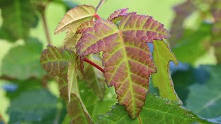 Fast Growing Trees For Privacy:  The Amur Maple Tree