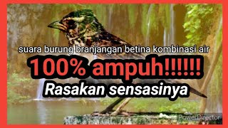 Download lagu Terapi ampuh Suara branjangan betina kombinasi air mp3 Download lagu Terapi ampuh Suara branjangan betina kombinasi air mp3