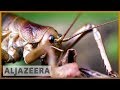 Saving New Zealand S Prehistoric Giant Weta Earthrise