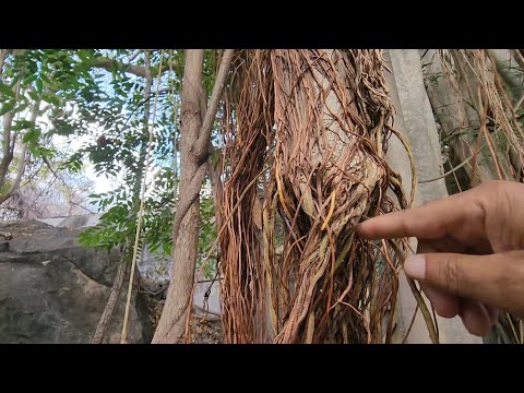 AS RAIZES DA GAMELEIRA, NATUREZA COISAS DO NORTE DE MINAS