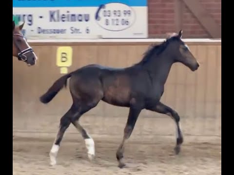 Eva F   Element of Crime x Quaterback