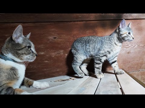 Why You Don't See the Barn Cats Anymore