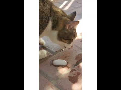 Crystal the Pet Nanny. LLC video.