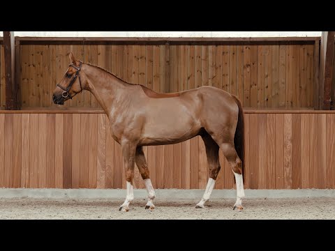 Togo di Magico de Res Nova - Standing