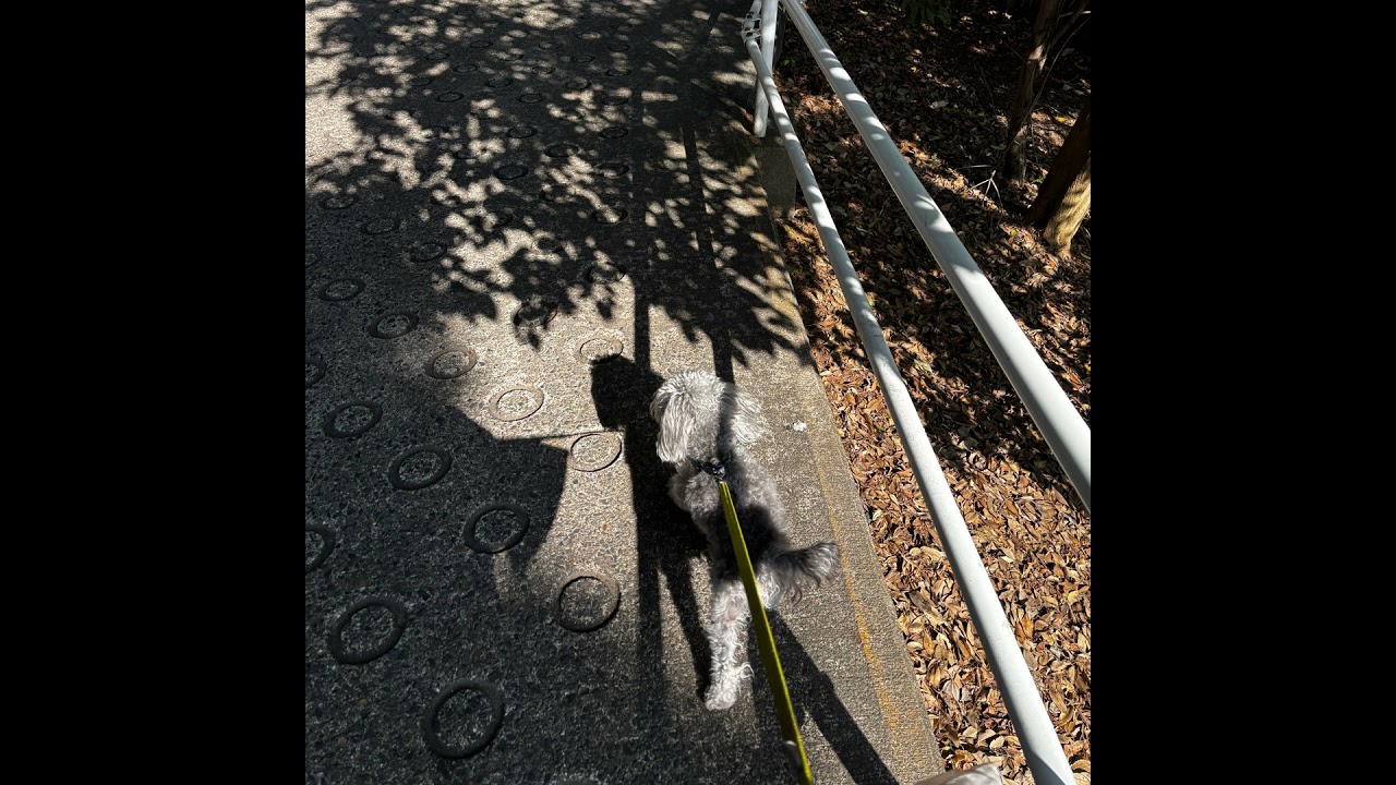 #74.ベランダの鉢植えミント