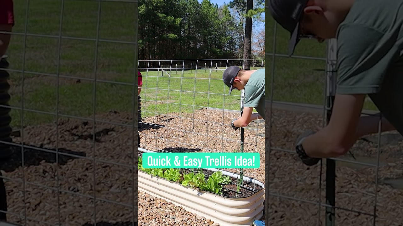 Easy Trellis Idea for Raised Bed Using Cattle Panel and T-Posts