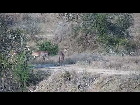 Djuma: Giraffe feeding in bush and then Impalas - 16:04 - 09/01/2023