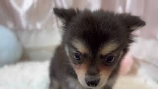 ハーフ犬の動画01