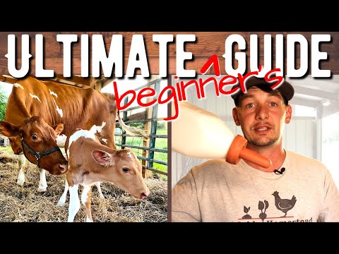 , title : 'What to Have Ready BEFORE Your Cow Has a Calf | Beginner's Guide'