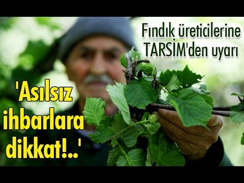 download lagu mp3 mp4 Tarsim Hasar Ihbar, download lagu Tarsim Hasar Ihbar gratis, unduh video klip Tarsim Hasar Ihbar