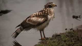 Crested Serpent Eagle spotted at Kanha National Park
