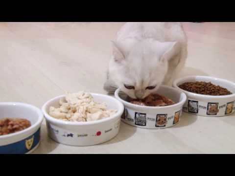 What do my kittens like to eat? | Dry and wet food for cats | How I feed my kittens