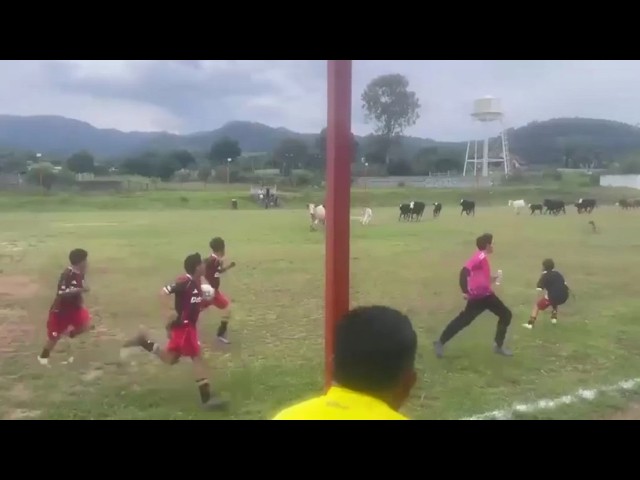 Jugadores y espectadores huyen ante una inesperada invasión de vacas en el campo de juego
