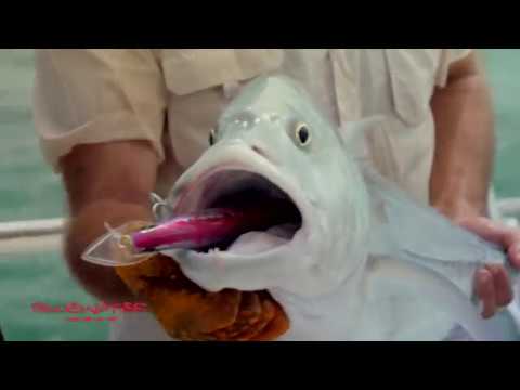 Bluewater Classic F18 Lures - BCF