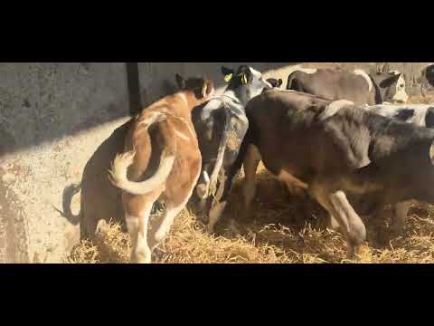 10 Quality Continental starter bulls - Image 2