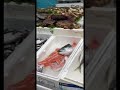 London Fish Shop Shorts Youtubeshorts Fishshop Londonlifestyle