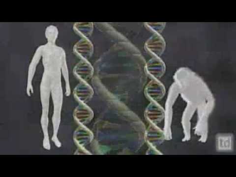 Ken Miller Human Chromosome 2 Genome