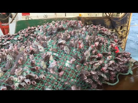 Life On Germany's Most Advanced Deep-Sea Trawler | Inside A Floating Seafood Processing Plant