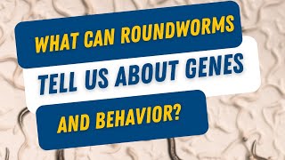 Newswise:Video Embedded turns-out-male-roundworms-are-picky-when-choosing-a-mate-new-research-finds