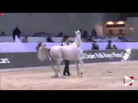 N.95 D NAWAL - Dubai 2016 - Fillies 3 years old (Class 4)