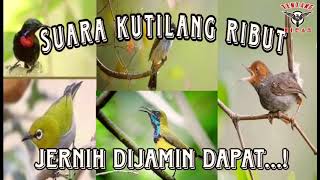 Download lagu sura pikat kutilang ribut @SM.Indonesia_Store mp3