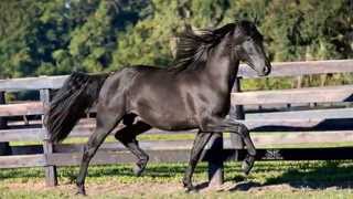 OMNI MC - 2011 Black Spanish Andalusian Stallion - SOLD