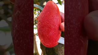 Download lagu मैगो 🥭🥭 Beautiful Mango Fruit | #shorts #viral #viral #youtubeshorts #tiktok #shortvideo #fruit mp3
