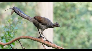 Download lagu beautiful singing bird (lyrebirds) without editing. #lyrebird #australia #bird #4k mp3 Download lagu beautiful singing bird (lyrebirds) without editing. #lyrebird #australia #bird #4k mp3