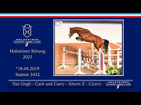 Holsteiner Körlot 2021 | Nr. 67 v. Van Gogh - Cash and Carry - Ahorn Z - Cicero