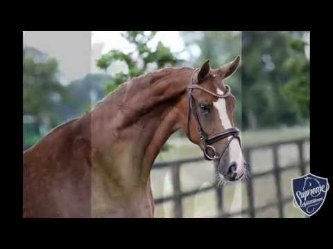 2013 Mare by Benicio Belissimo M x Riedinger Rubinstein x Davignon I