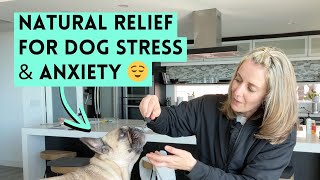Dog Anxiety & Stress? What Holistic Vets Use for Natural Relief