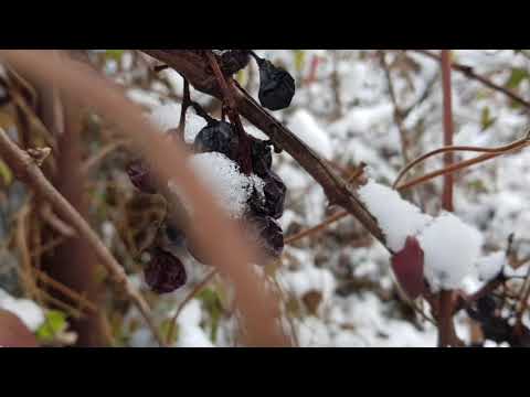 Valeriu Sterian~Anotimpuri