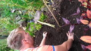 Planting Gunnera manicata