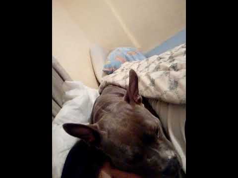 Sasha pitbull, ella invade el espacio personal.