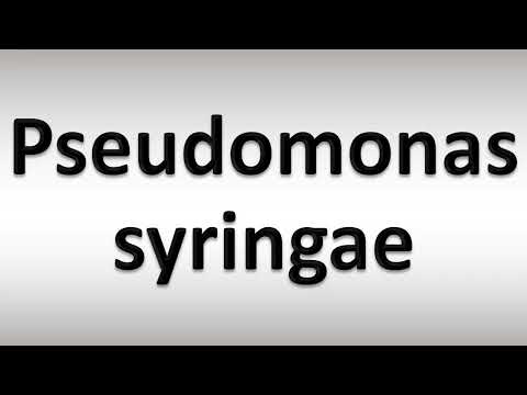 クリ潰瘍(Pseudomonas syringae)