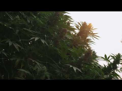 Marijuana mania Exclusive clip