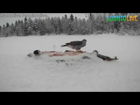 UHKAROHKEA HARAKKA 2/ LUONTOLIVE