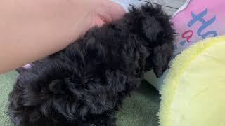 ハーフ犬の動画01