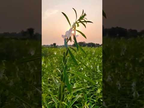 Natural beauty. video credit Anirban