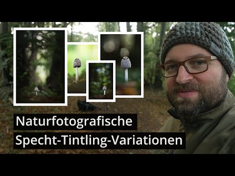 Pilze fotografieren: Naturfotografische Variationen eines Specht-Tintlings