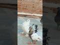 🤪Lakkha attitude fancy pigeons video/ masakali kabutar video🔥🕊️ #pigeon #kabutar #lakkhakabutar