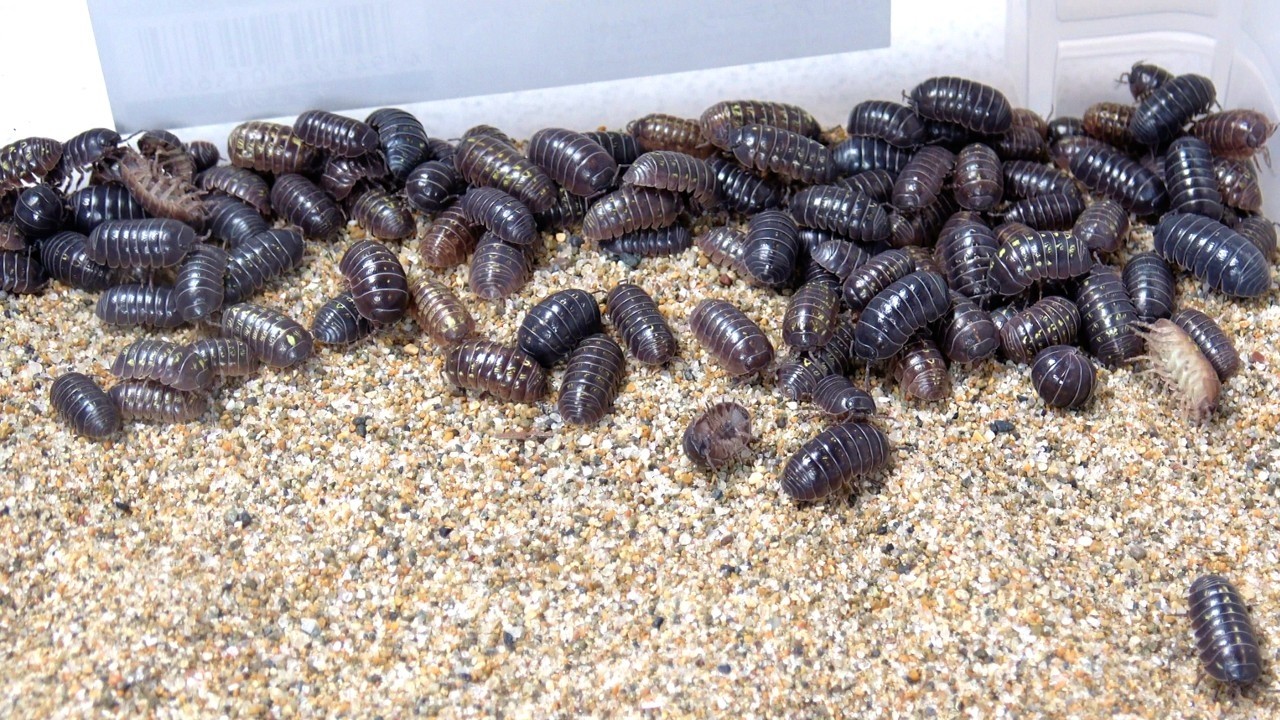 地雷原に大量のダンゴムシをぶちまける